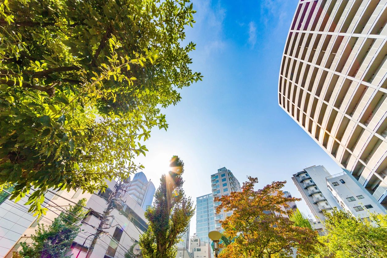 A view of trees and buildings from below.