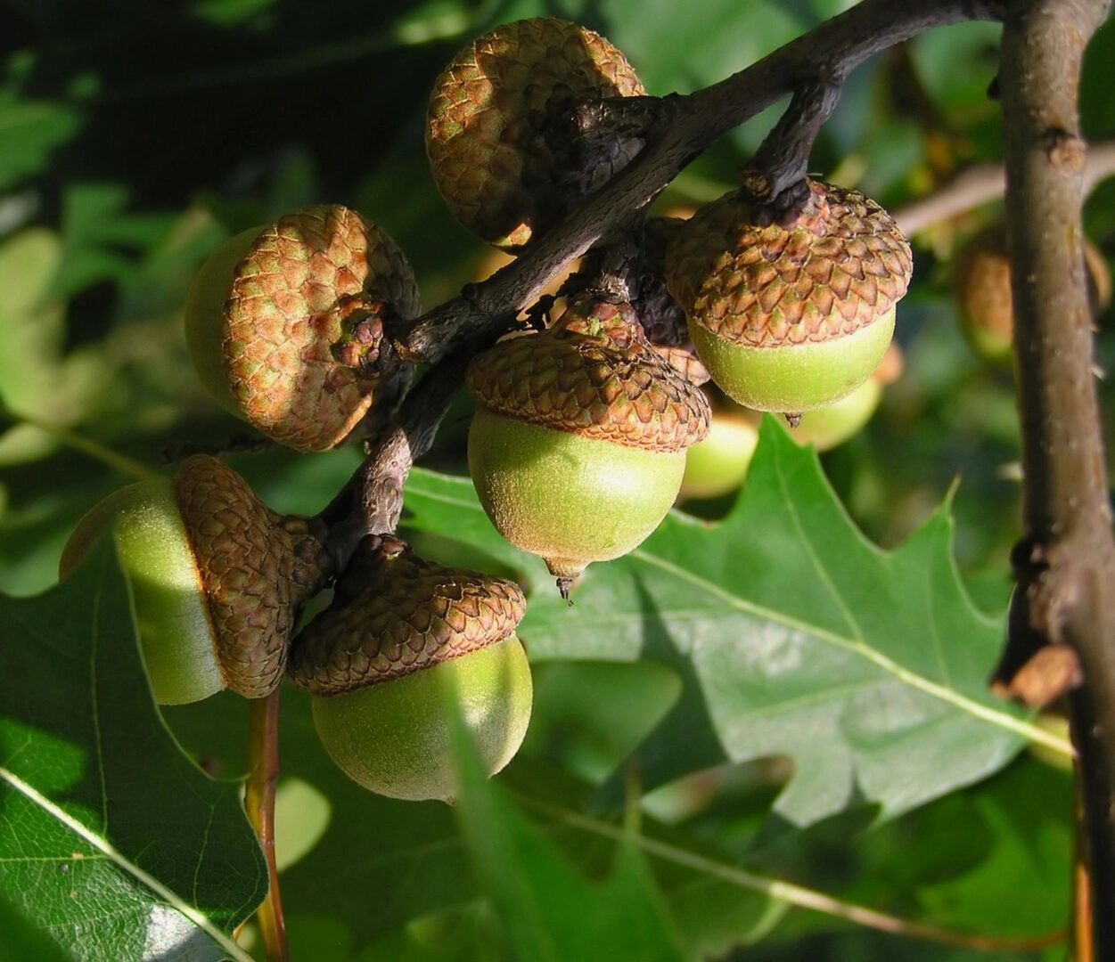 A close up of some acorns on a tree