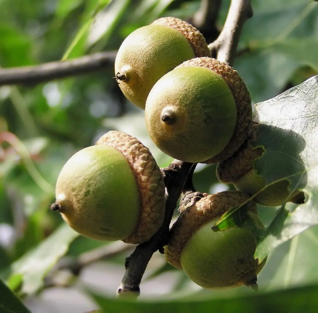 A close up of four acorns on a tree