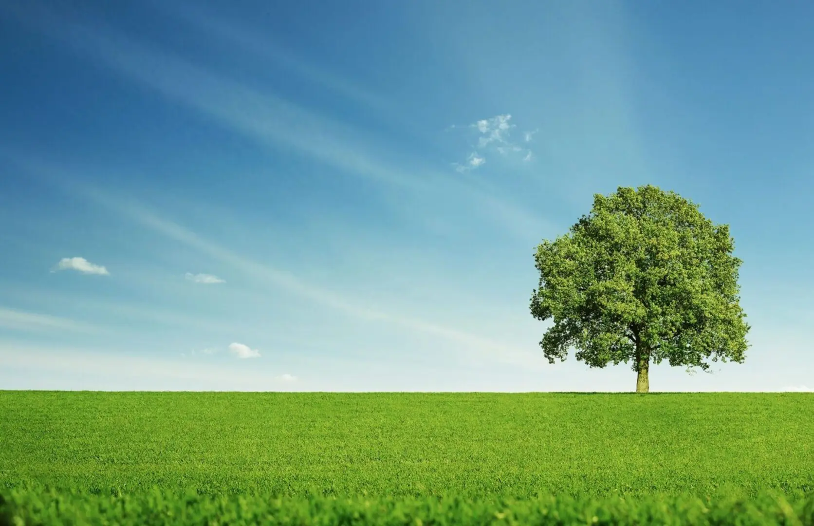 A tree in the middle of a field with grass